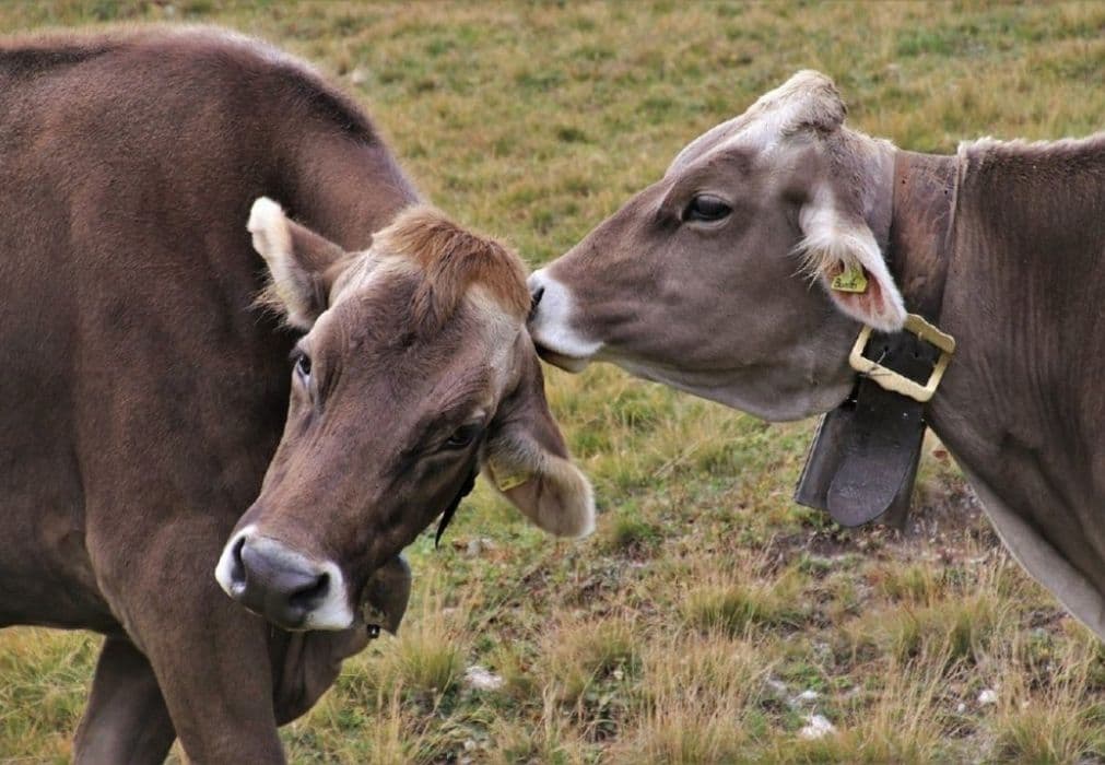 dos vacas que hablan de ejemplos de las habilidades sociales básicas